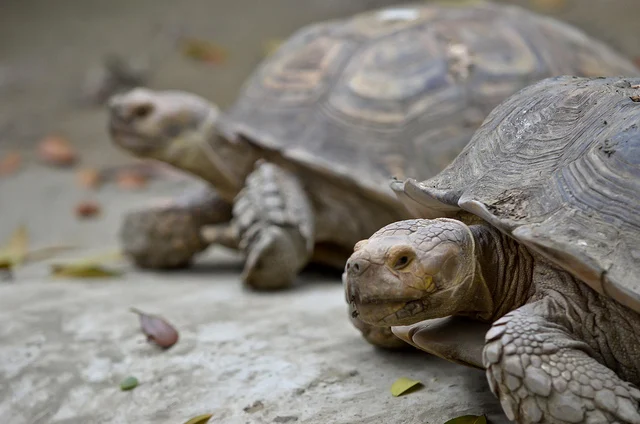The curious case of slow downloads Embedded Image - Ykrc9m